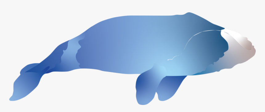 Bowhead Whale - Whale, HD Png Download, Free Download