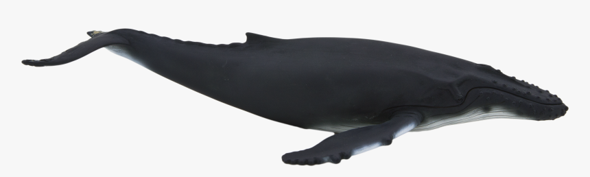 Animal Planet Humpback Whale, HD Png Download, Free Download