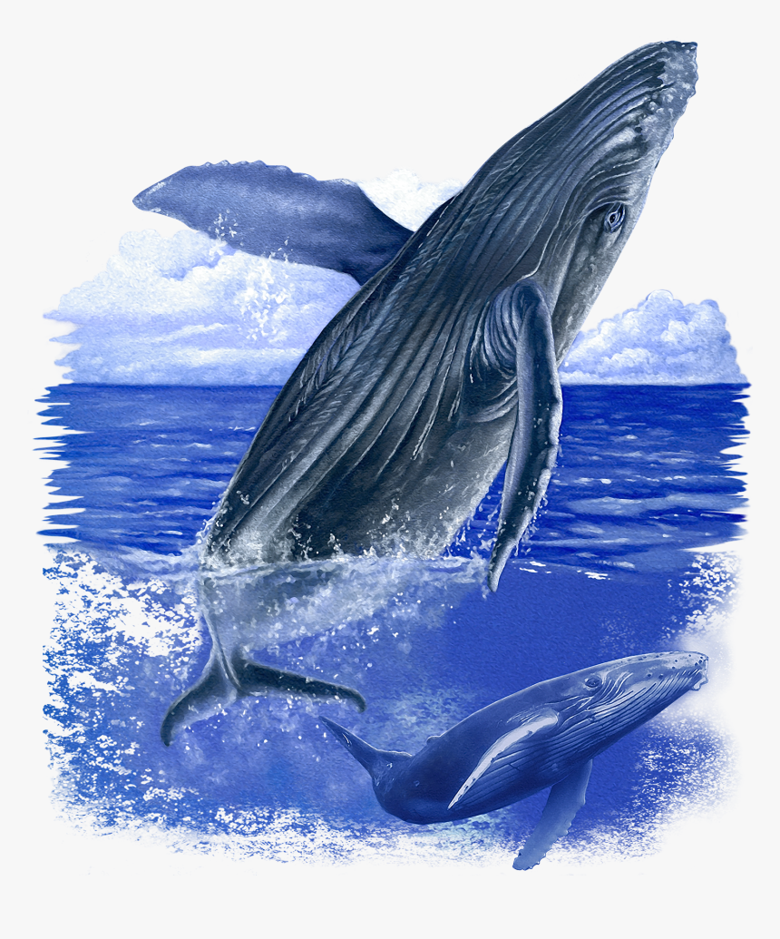 Humpback Whale, HD Png Download, Free Download