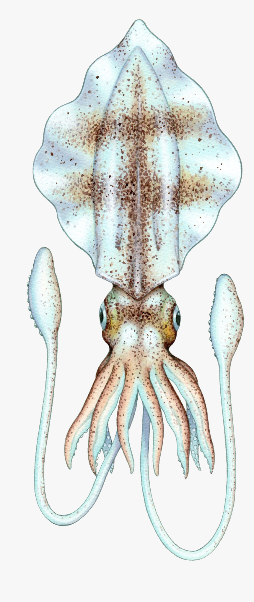 Squid, Octopus And Cuttlefish - Octopus, HD Png Download, Free Download