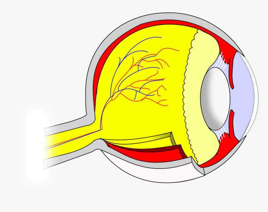 Ch14 Eye Sagittal - Circle, HD Png Download, Free Download