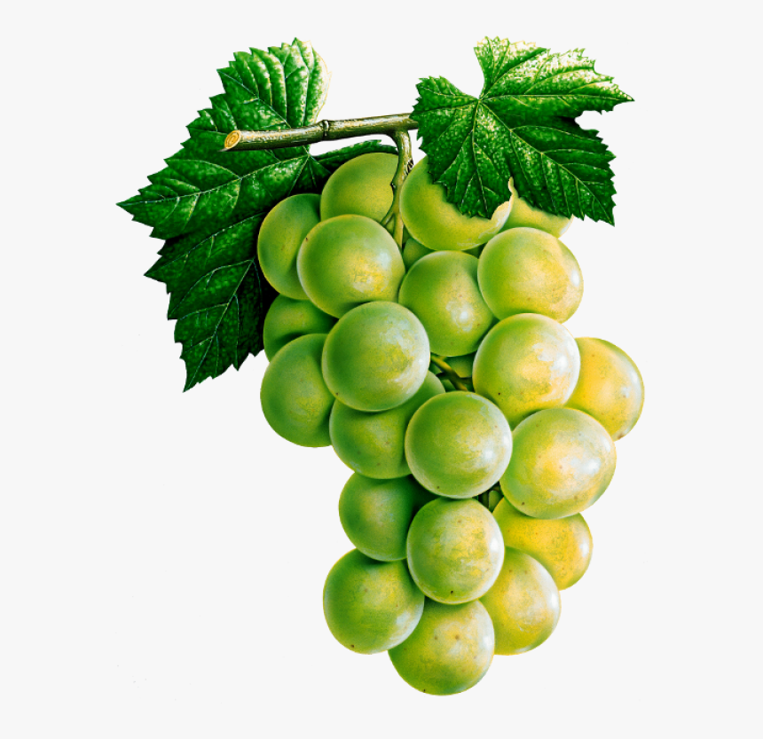 Grapes Fruit With Name, HD Png Download, Free Download