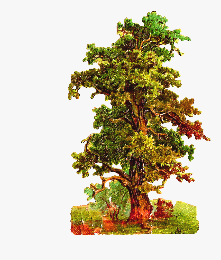 Oak Tree Clipart - Vintage Tree Png, Transparent Png, Free Download