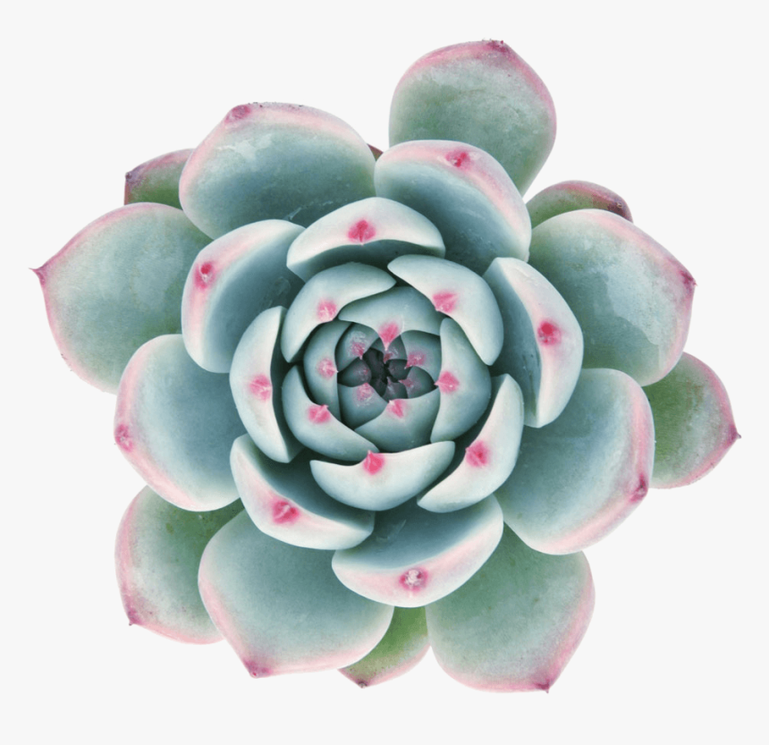 Transparent Background Succulent Plant Png - Best Succulent Ideas