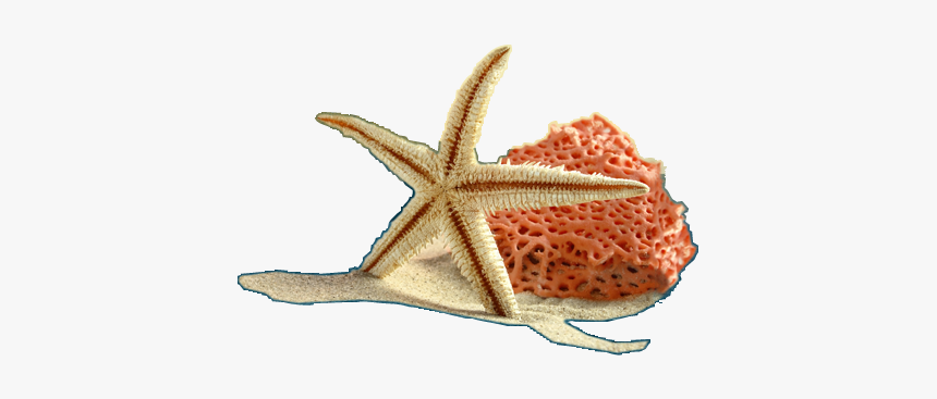 Starfish, HD Png Download, Free Download