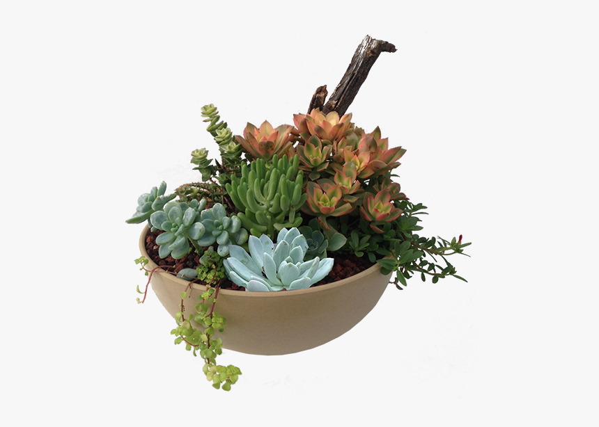 Succulent Png, Transparent Png, Free Download