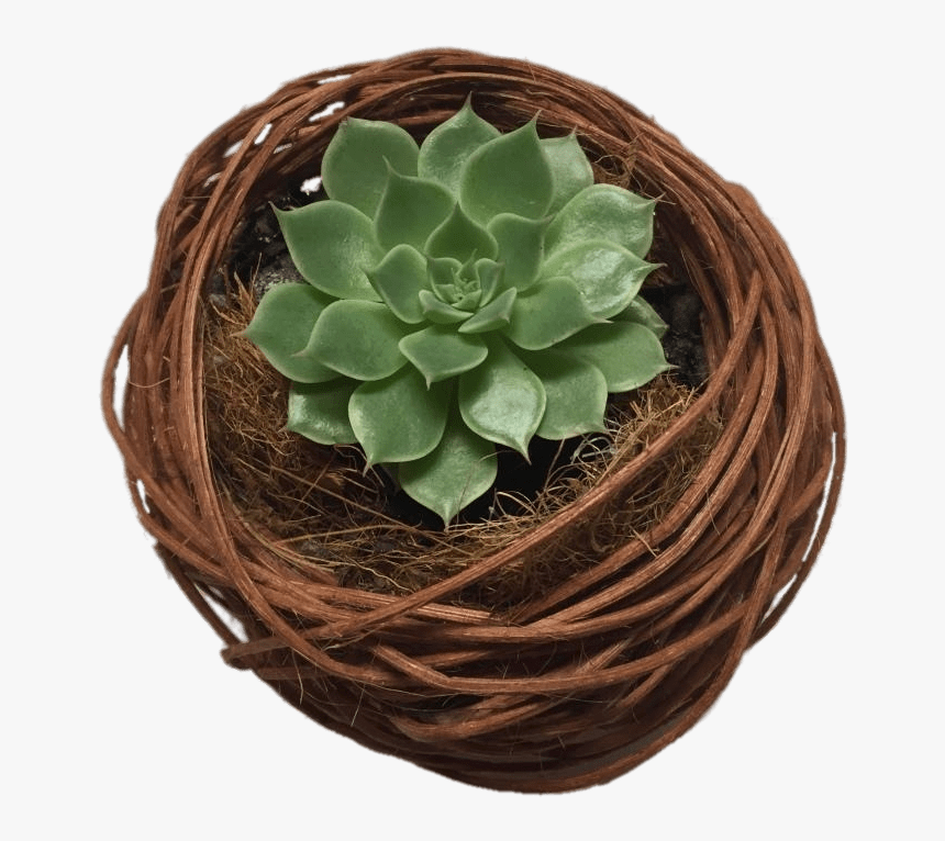 Succulent Nest - Cactus, HD Png Download, Free Download