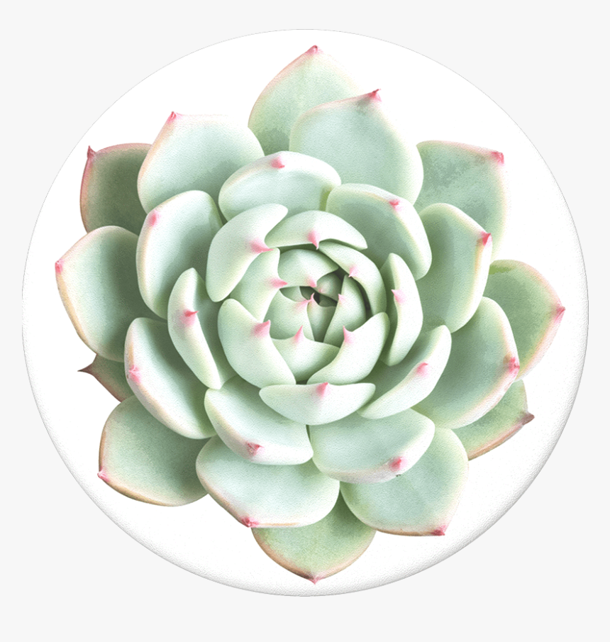 Echeveria Parva Care, HD Png Download, Free Download