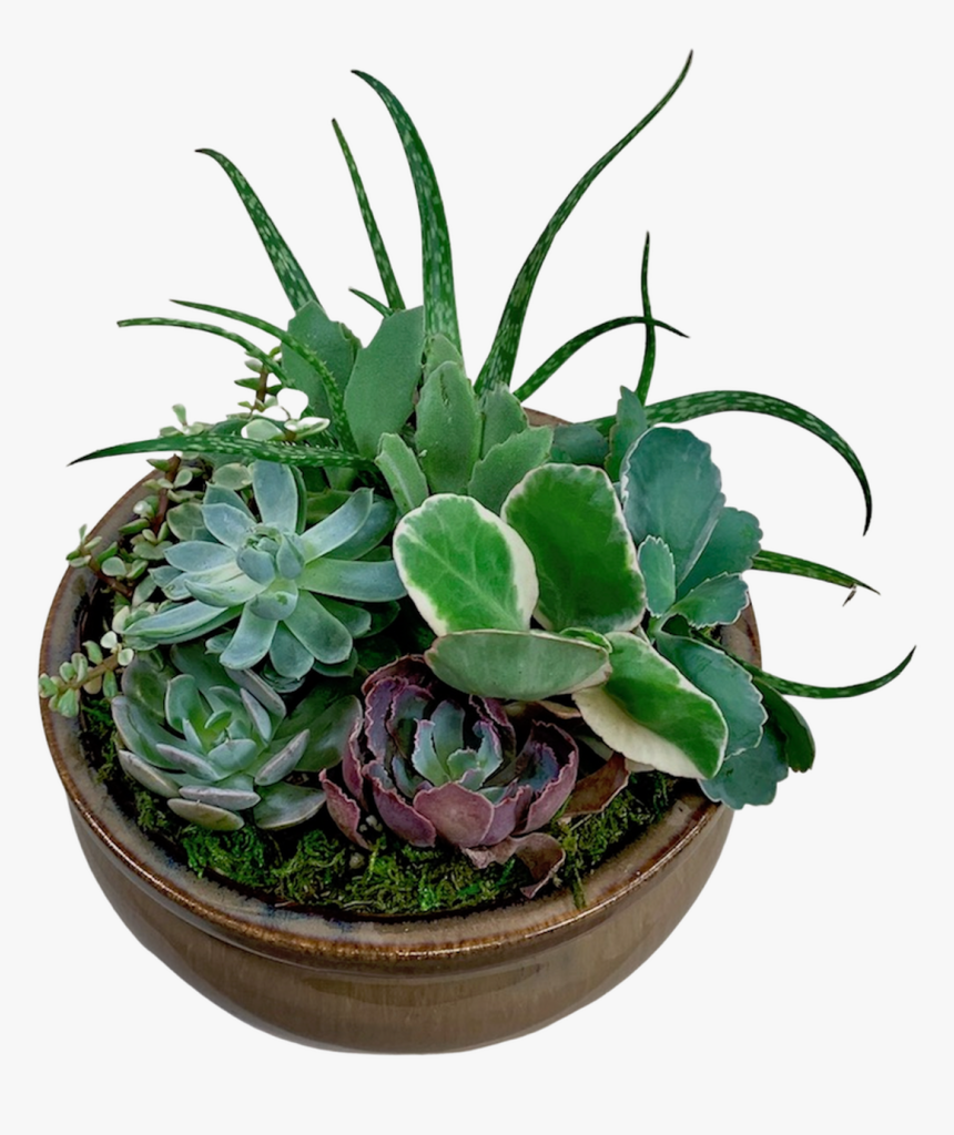 Succulent Garden In Ceramic Container - Flowerpot, HD Png Download, Free Download