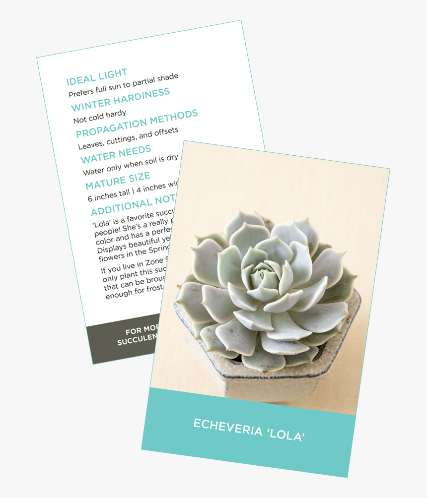 Succulent Identification Cards Sample Crassula Ovata - Sacred Lotus, HD ...