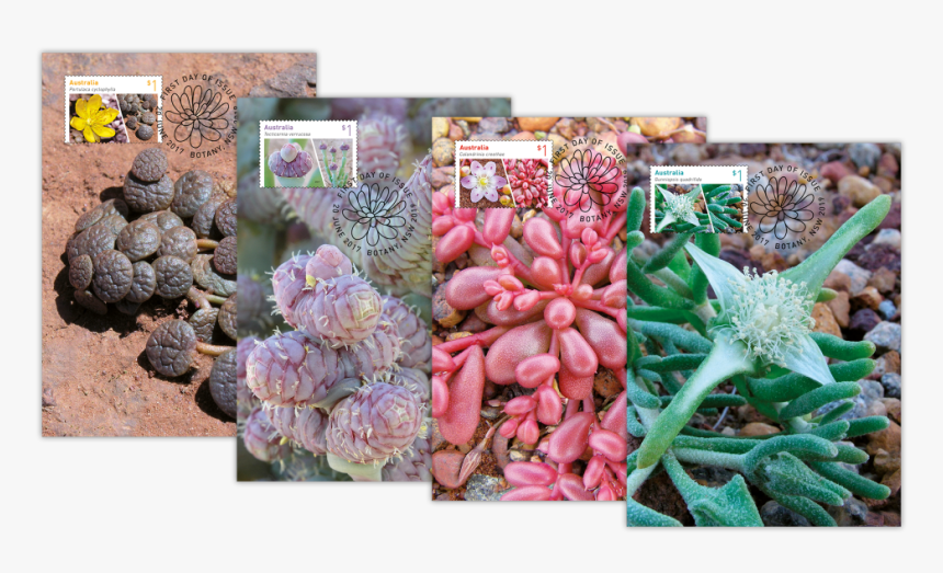 Australian Succulents, HD Png Download, Free Download