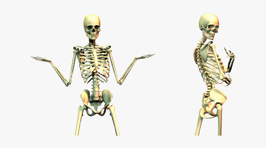 Spooky Skeleton Png, Transparent Png, Free Download