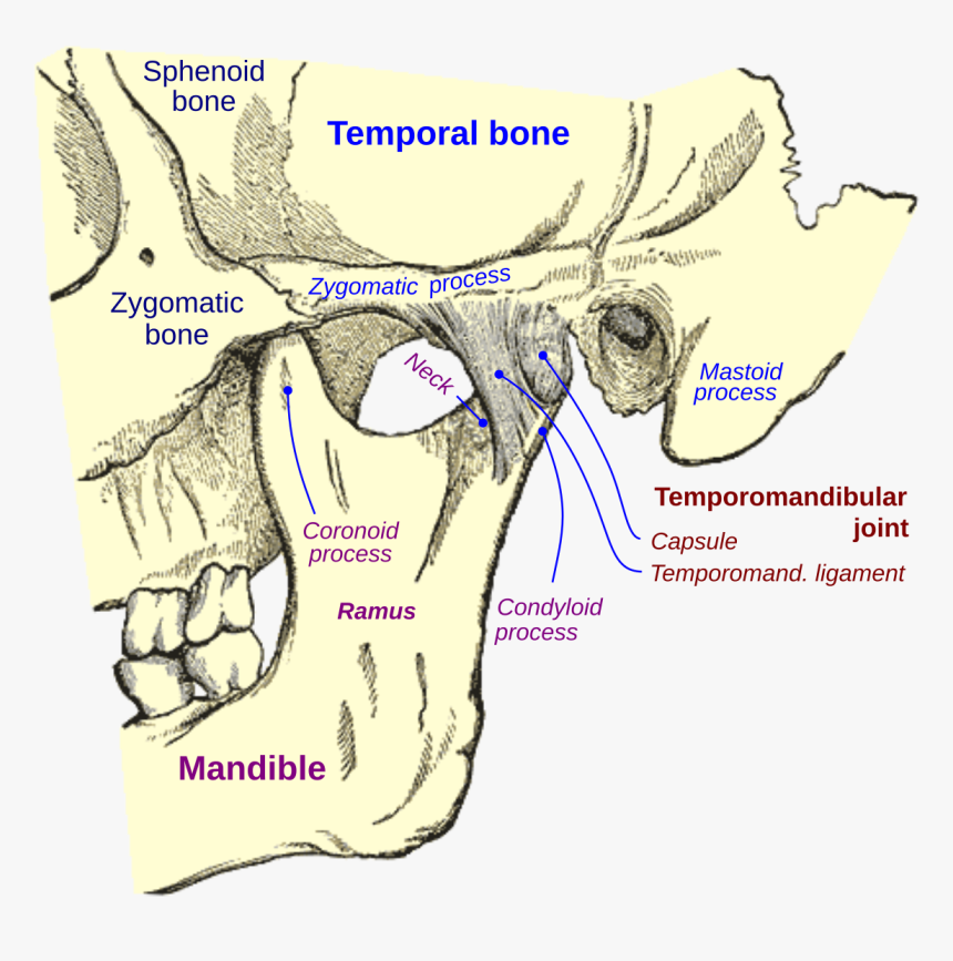 Temporomandibular Joint In Dog, HD Png Download, Free Download