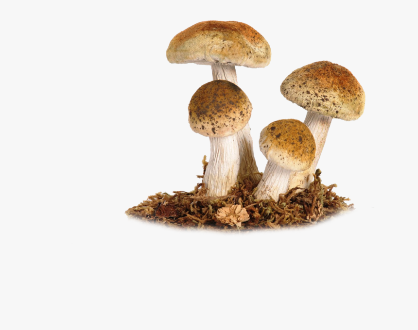 Mushrooms Png, Transparent Png, Free Download