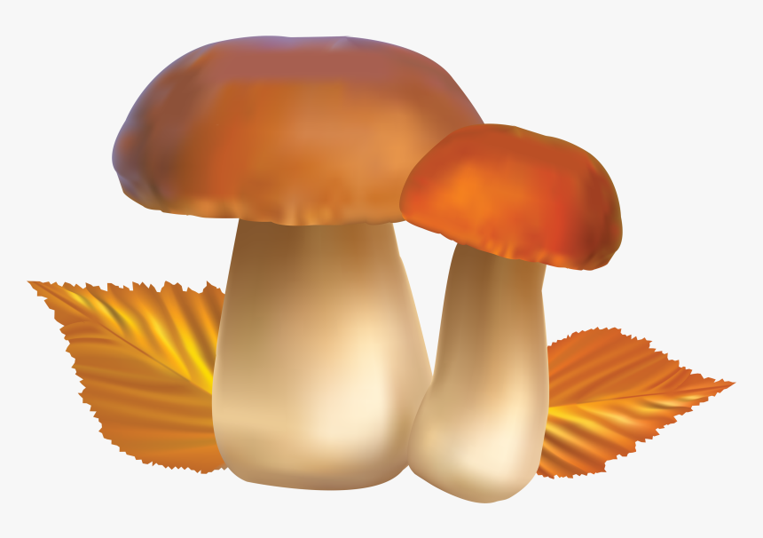 Mushroom Bing Images Mushrooms Image Hd Photo Clipart - Mushroom Clipart, HD Png Download, Free Download