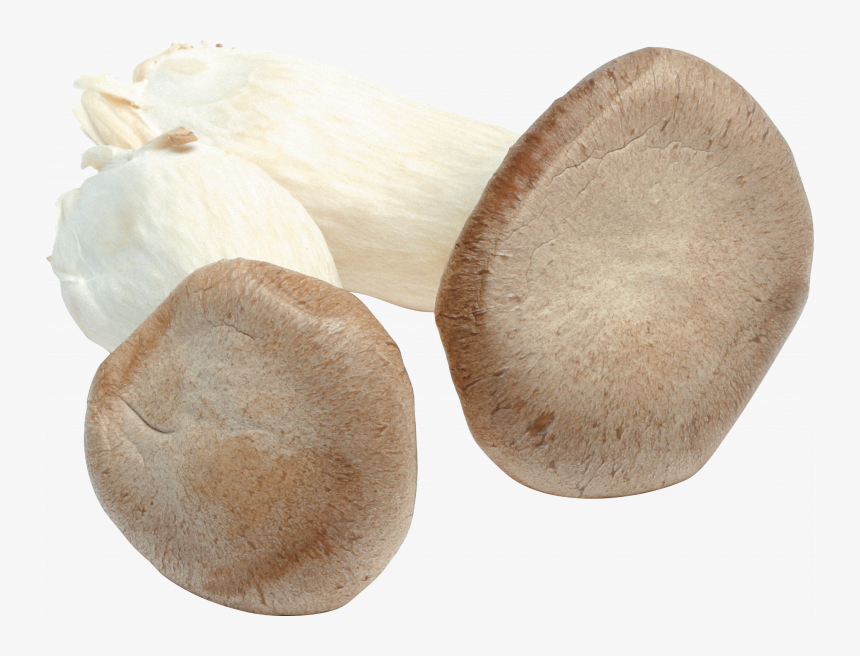 Download For Free Mushroom Png In High Resolution - Mushroom, Transparent Png, Free Download