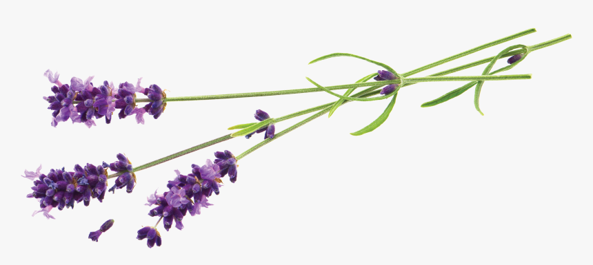 4 Kb, V - Lavender, HD Png Download, Free Download