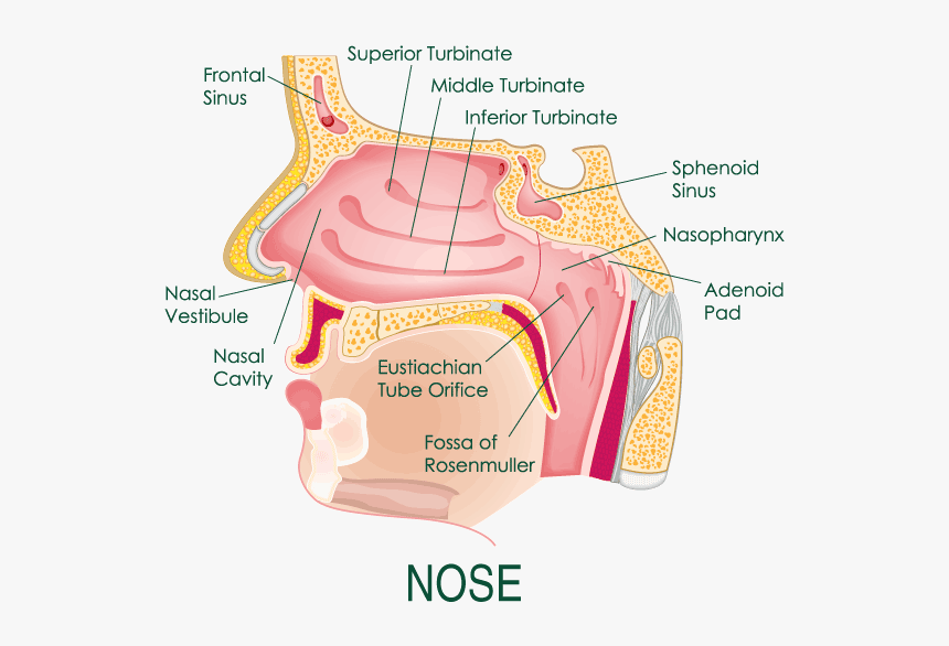 Nasal Turbinates Anatomy, HD Png Download, Free Download