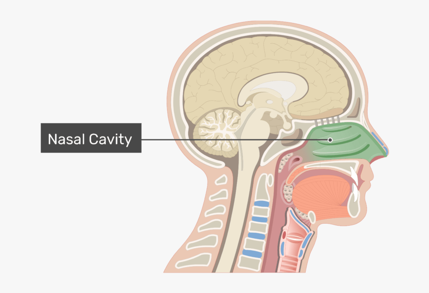 Midsagittal View Of The Nasal Cavity With The Label - Nasal Cavity Png, Transparent Png, Free Download