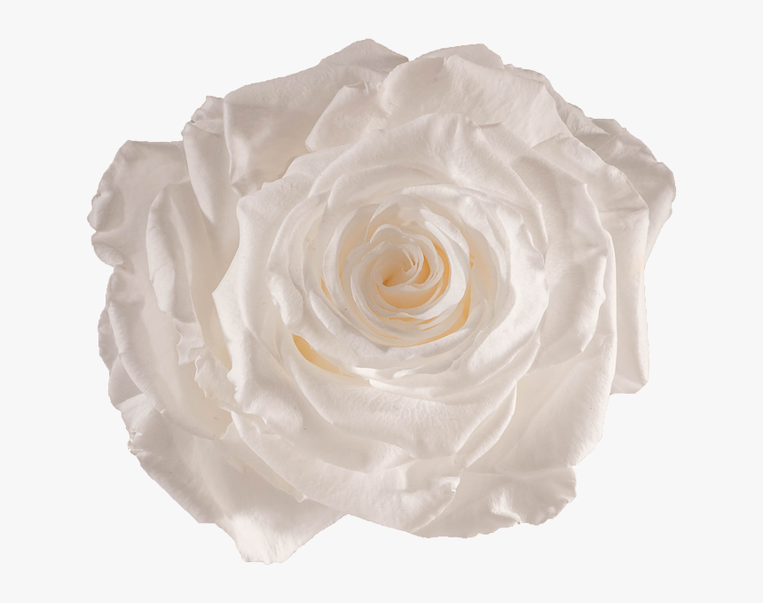 Preserved Rose Pure White - White Preserved Rose, HD Png Download, Free Download