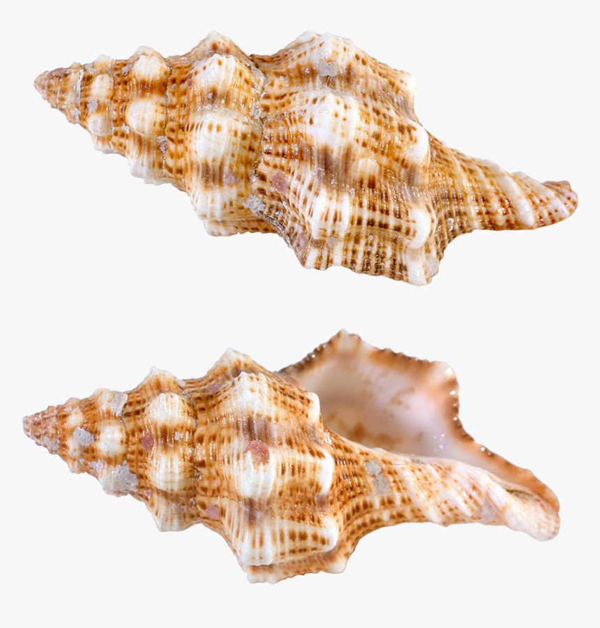 Seashells Clipart Shell Conch - Shells From Papua New Guinea, HD Png Download, Free Download
