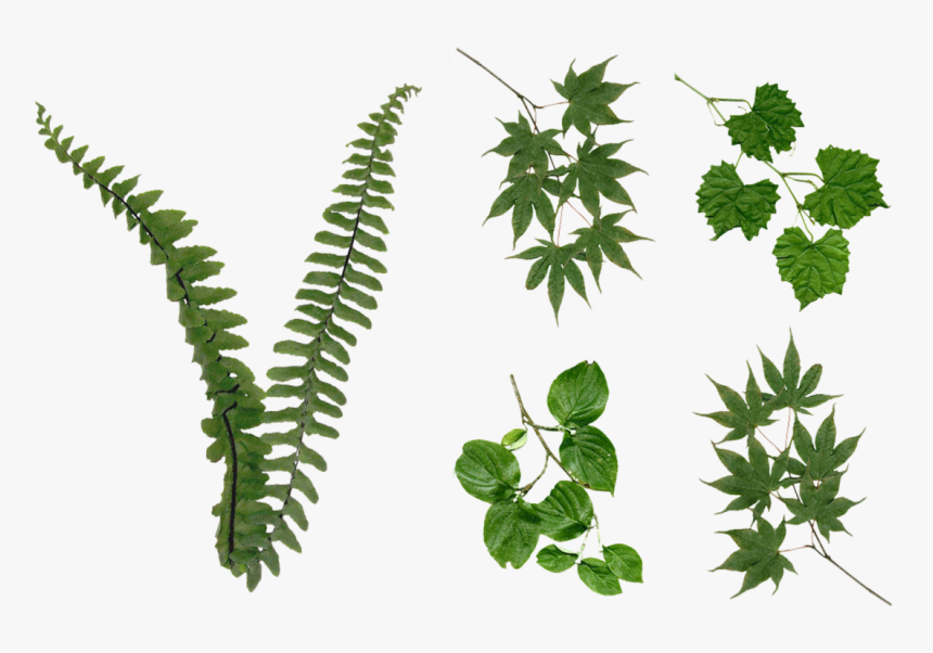 Fern Leaves Foliage Png Stock 2081 Assorted Pack By - Foliage Png, Transparent Png, Free Download