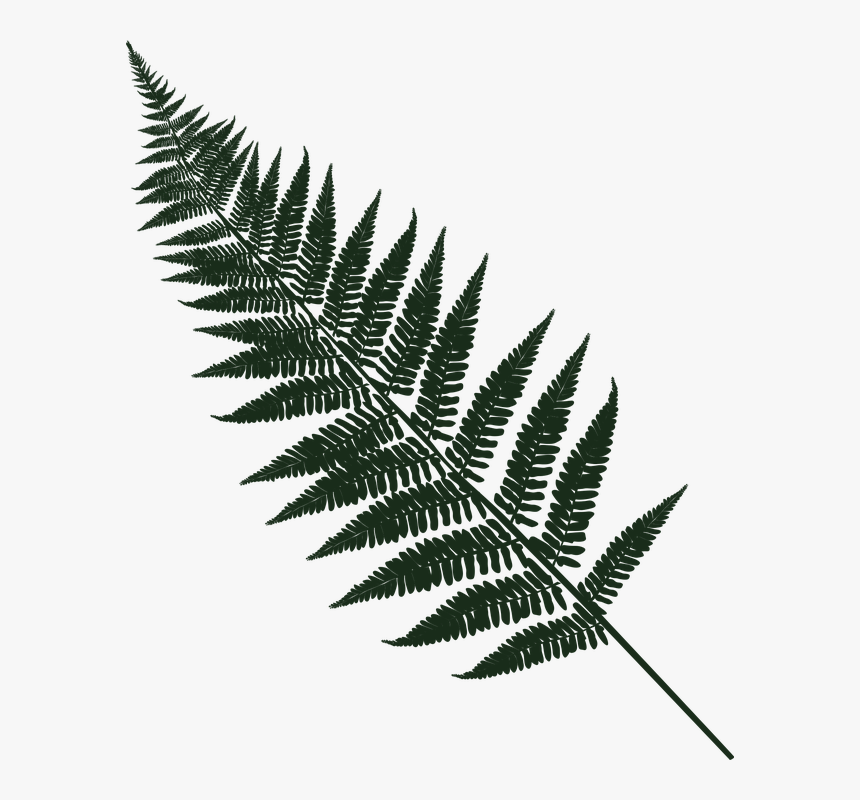 Fern, Leaf, Forest, Green, Underwood, Flora, Plant - Graphic Fern, HD Png Download, Free Download