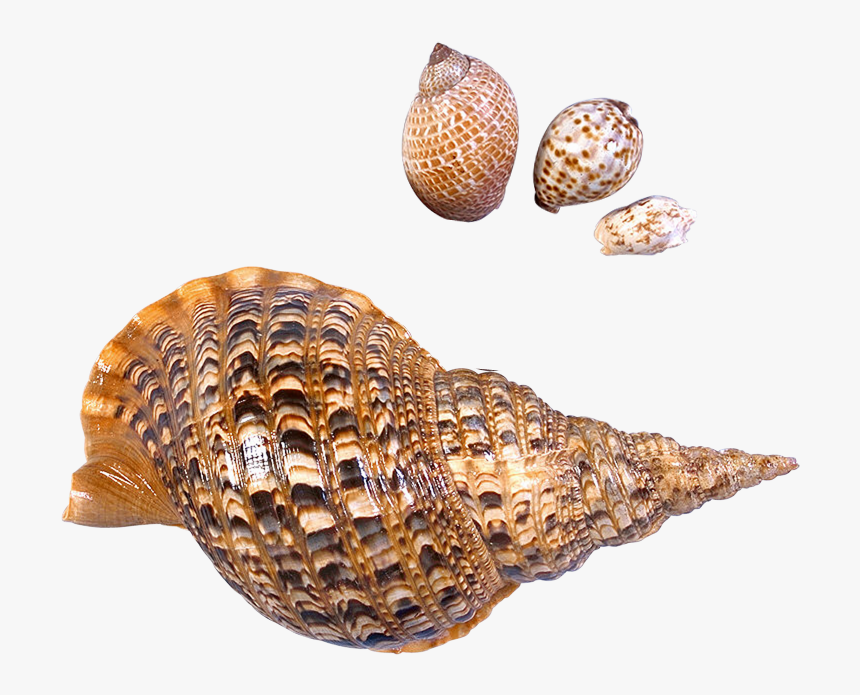 Seashell Beach Sea Snail - Sea Snails Transparent Background, HD Png ...