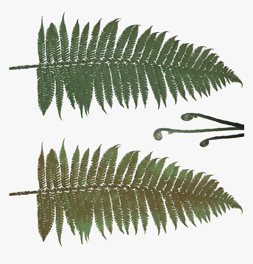 Transparent Ferns Png - Textures Of Fern Plants, Png Download, Free Download