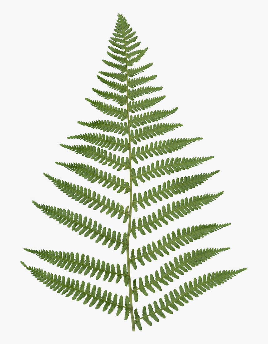 Fern - Fern With Transparent Background, HD Png Download, Free Download