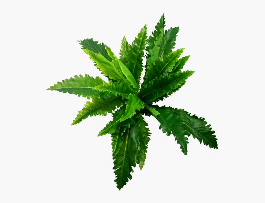 Image Video Gif Fern Portable Network Graphics - Plant Gif Png, Transparent Png, Free Download