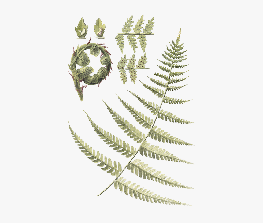 Ostrich Fern, HD Png Download, Free Download