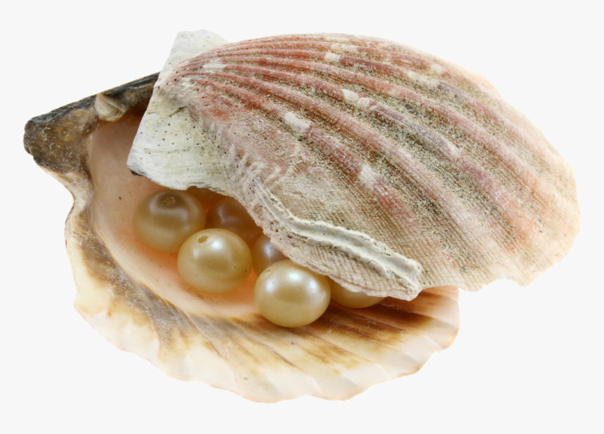 Transparent Clam With Pearl Clipart - Sea Shells, HD Png Download, Free Download