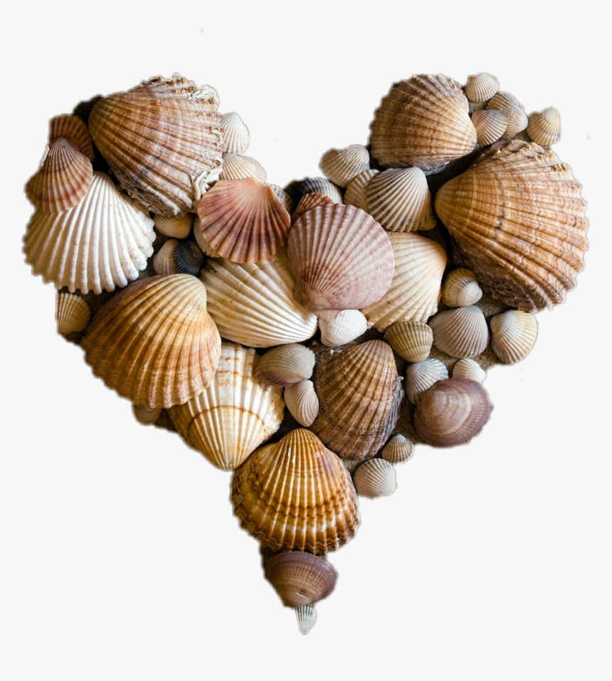 Heart Seavibes Beach Summer Sea - Heart Seashells, HD Png Download, Free Download