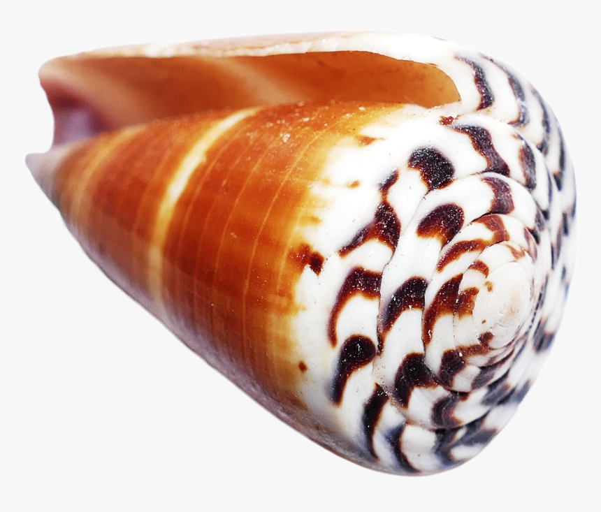 Cone Shell No Background, HD Png Download, Free Download