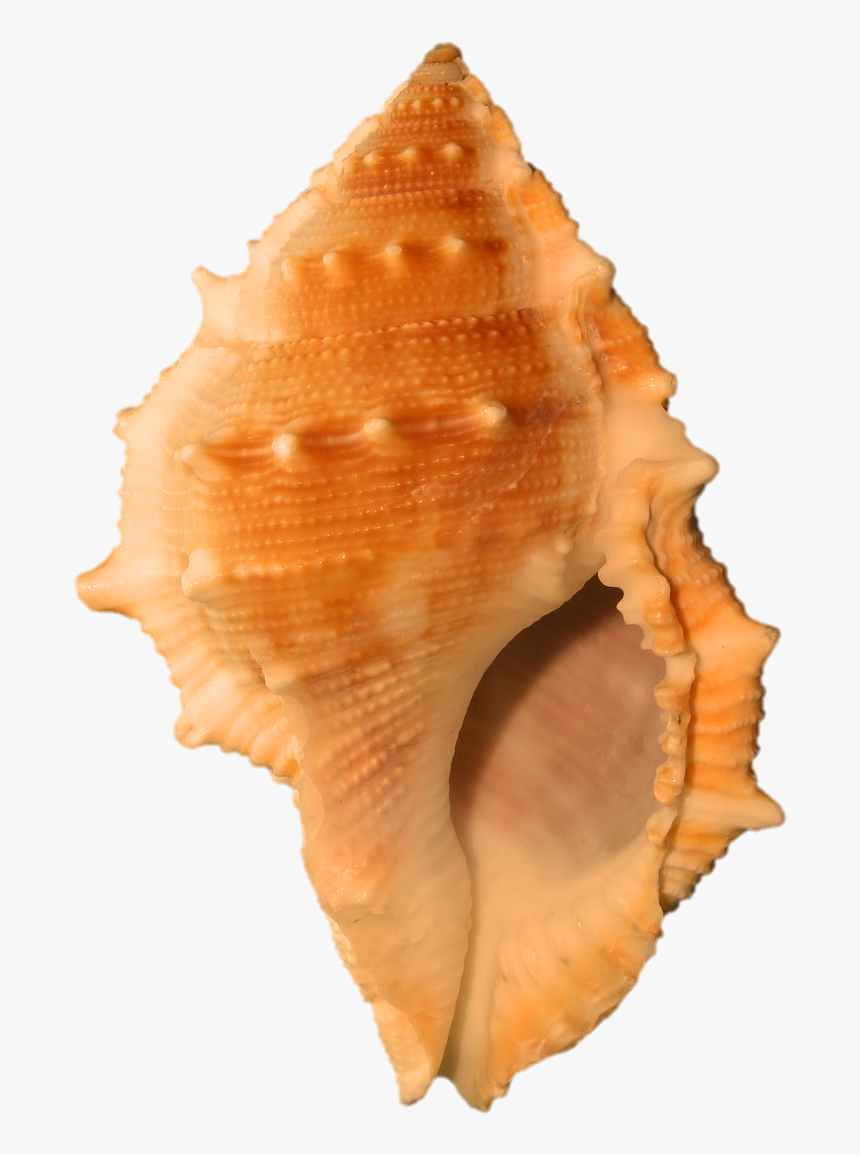 Lovely Seashell Journal - Orange Seashell, HD Png Download, Free Download