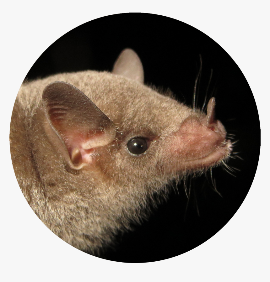 Photo Courtesy Of Bat Conservation International - Rat, HD Png Download, Free Download