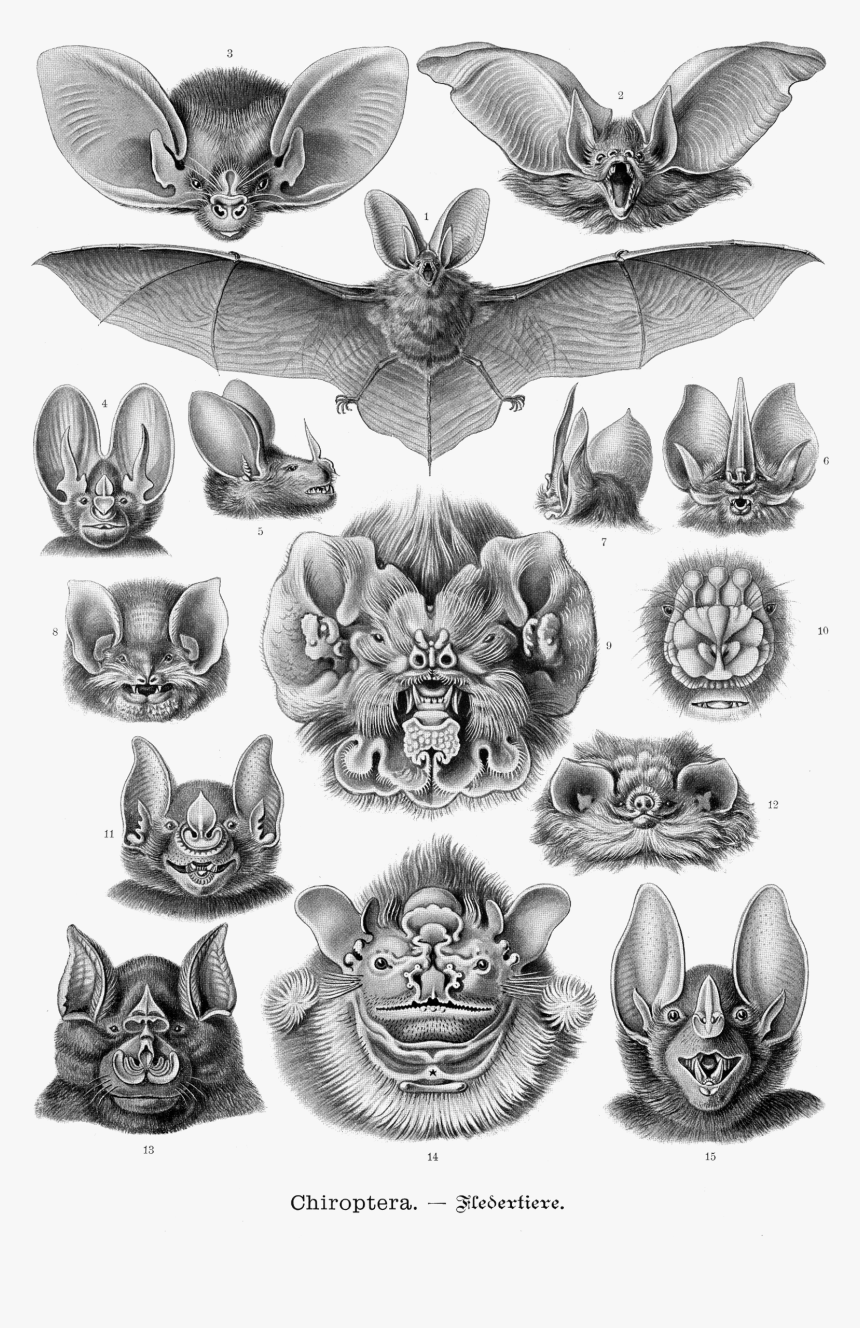 Bat flash | Bats tattoo design, Tattoo design drawings, Tattoo art drawings