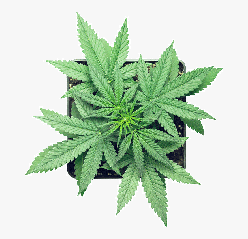 Micron Yerba Cannabis, HD Png Download, Free Download