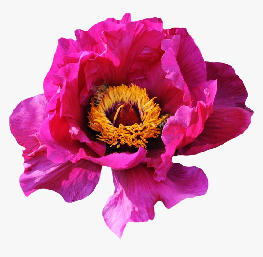 Pink Rose Flower Png Image - Pink Hd Flowers Png, Transparent Png, Free Download
