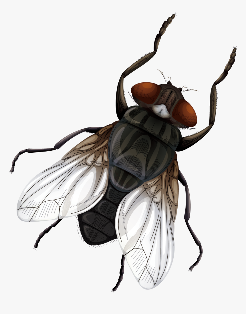 Insect Fly Vecteur Euclidean Vector - Vector Fly Png, Transparent Png, Free Download