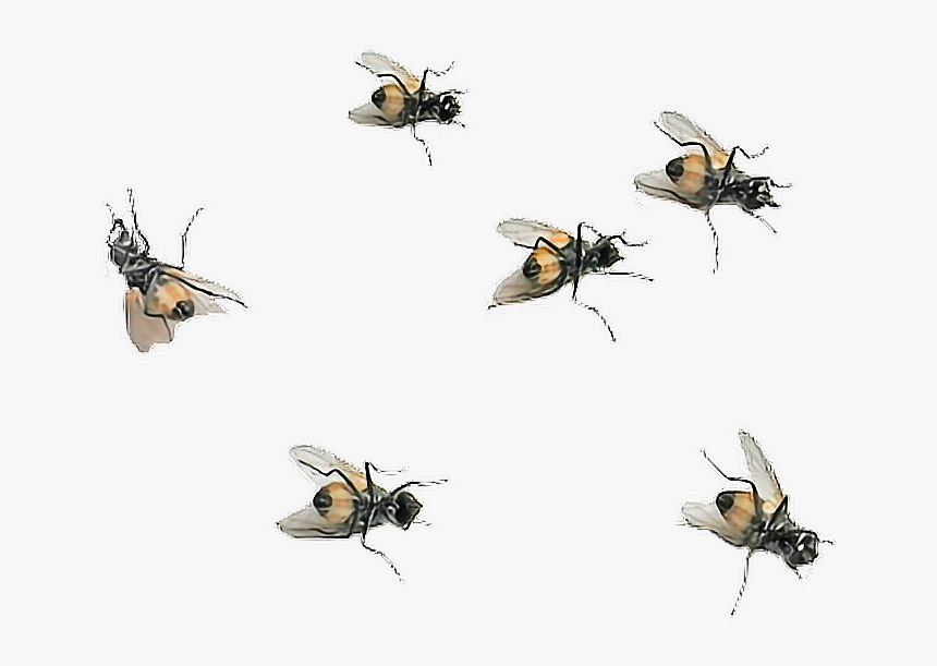 #flies #png - Bee Picsart, Transparent Png, Free Download