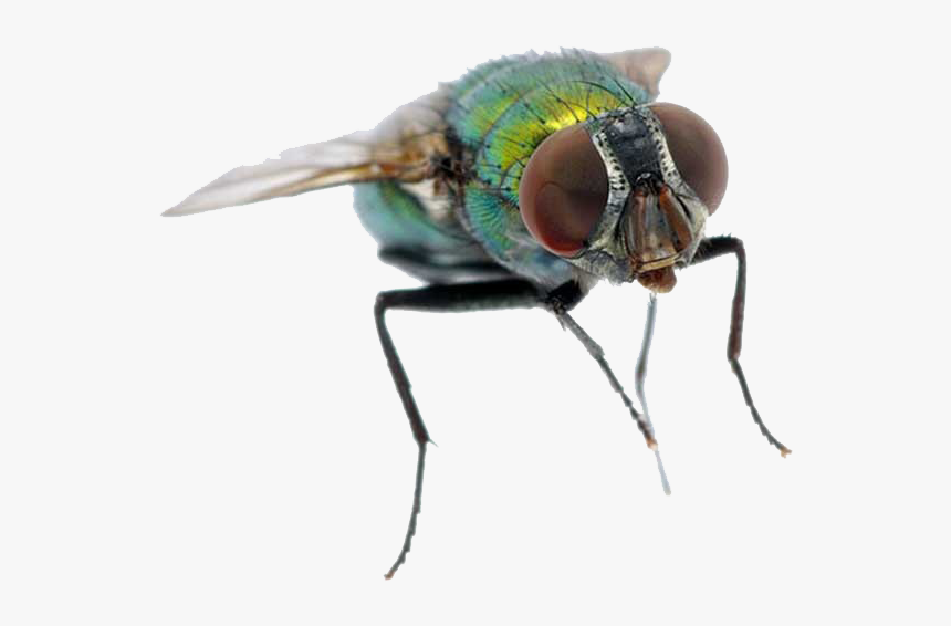 Fly Png Free Images - Housefly, Transparent Png, Free Download