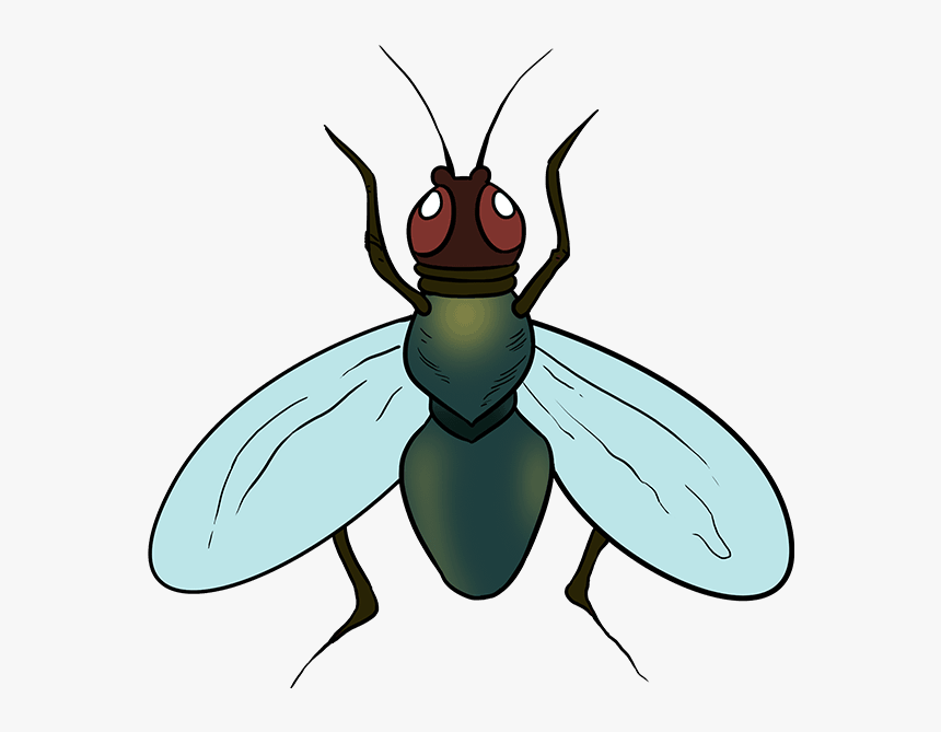 Transparent Fly Png - Insect Drawings Step By Step, Png Download, Free Download