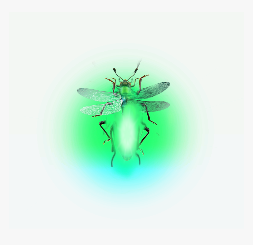 Firefly Lighteningbugs Fireflies - Fly, HD Png Download, Free Download