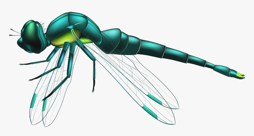Transparent Fly Png - Flying Transparent Background Dragonfly Png, Png Download, Free Download