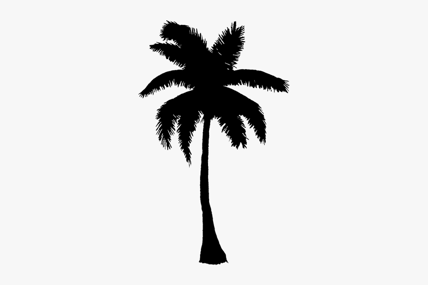 Asian Palmyra Palm Black & White - Attalea Speciosa, HD Png Download, Free Download