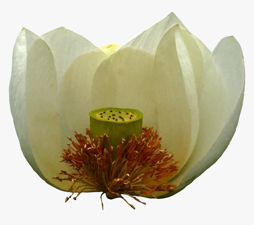A White Lotus Flower - Sacred Lotus, HD Png Download, Free Download