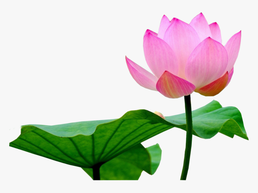 Transparent Lotus Clipart - Transparent Background Lotus Png, Png Download, Free Download