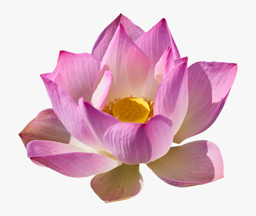 Lotus Flower Png - Lotus Png, Transparent Png, Free Download